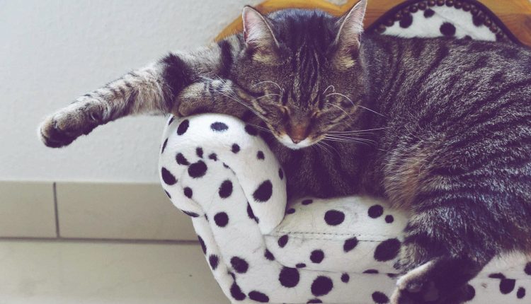 [Top 8] Bezpłatny hotel dla kotów i przyjazny ich opiekunom