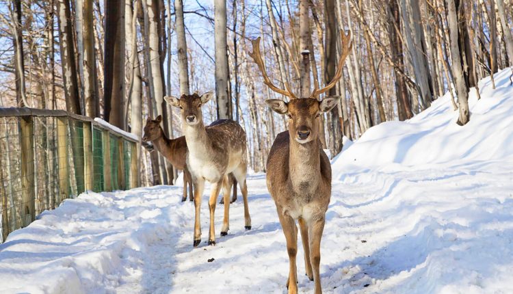 Ustroń atrakcje – Leśny Park Niespodzianek