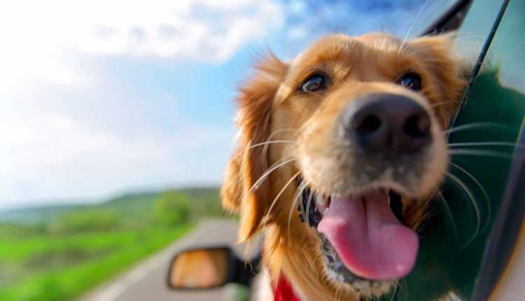 Wakacje z psem – gdzie wyjechać w 2019 roku?