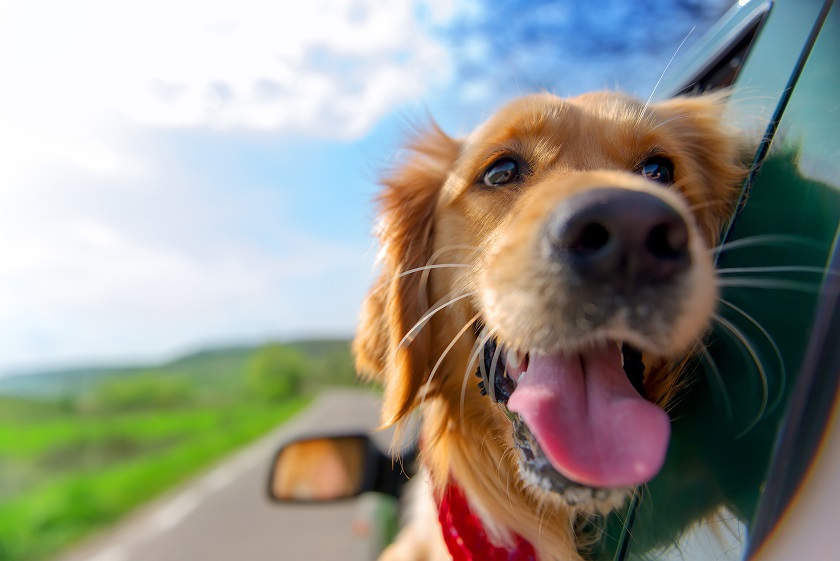 Wakacje z psem – gdzie wyjechać w 2019 roku?
