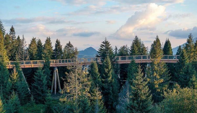 Wyjątkowy spacer w koronach drzew – Tatry